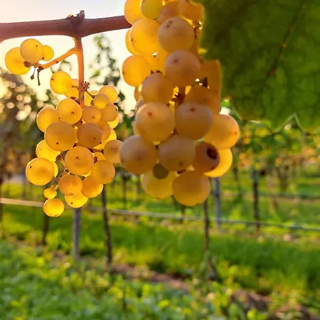 Altstadt-residenz Manz Guest house Wachenheim an der Weinstrasse