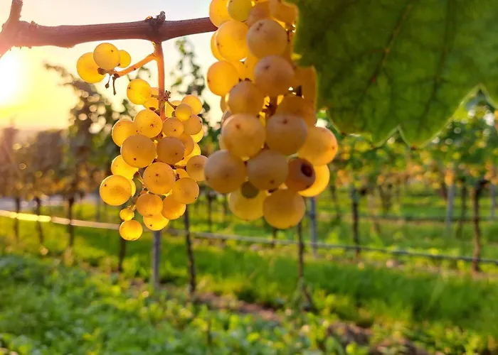 Altstadt-residenz Manz Guest house Wachenheim an der Weinstrasse